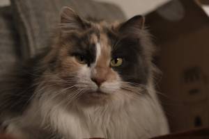 Dimitri ARNAUD - JAGUAR PROD